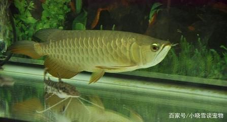 龙鱼不吃食什么原因有三种可能性（龙鱼不吃食什么原因有三种可能性龙鱼不吃食可能是多种原因引起的）